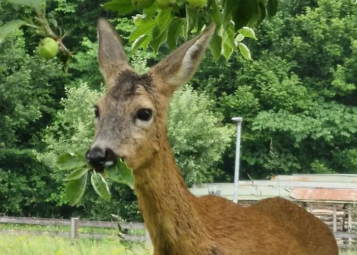 Springl Apartamento *